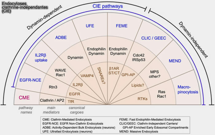 Endocytoses clathrine-indépendantes (CIE)