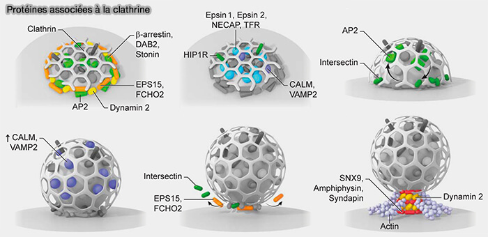 Protéines associées à la clathrine dans la CME