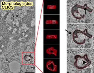 Morphologie des CLICS