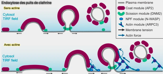 Deux endocytoses des puits de clathrine dans la CME