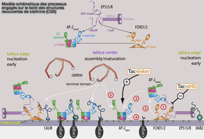 Processus engagés au bord des CSS