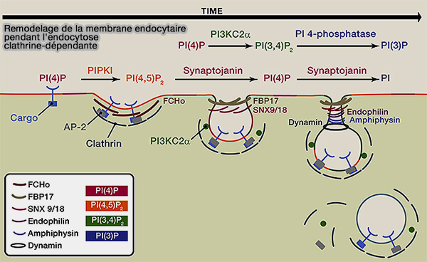 Remodelage de la membrane endocytaire pendant la CME