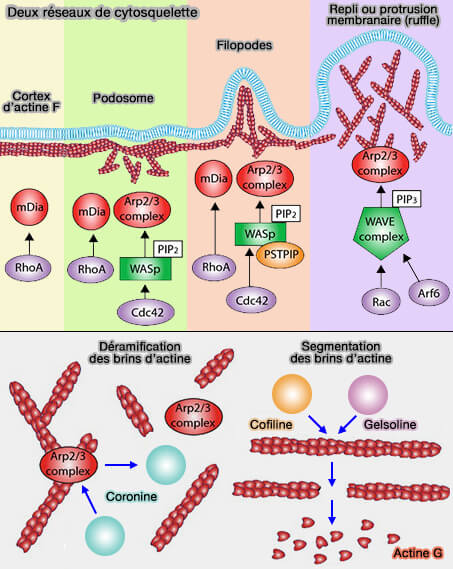 " Sondage ou probing "des macrophages