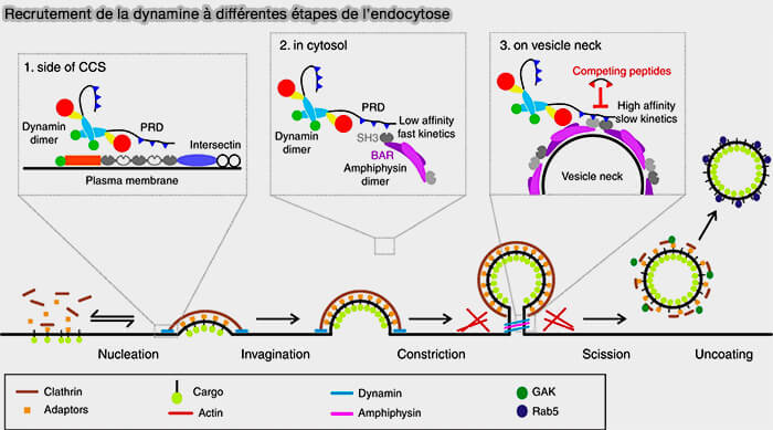 Protéines associées à la clathrine dans la CME