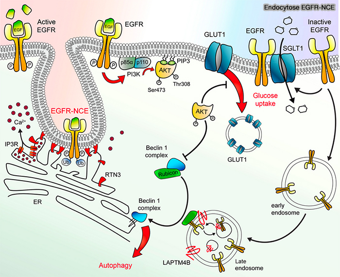 Endocytoses de l'EGFR