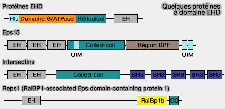 Quelques protéines à domaine EH