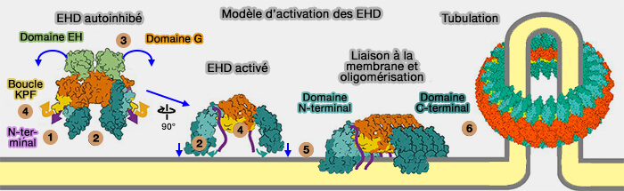 Modèle d'activation des EHD
