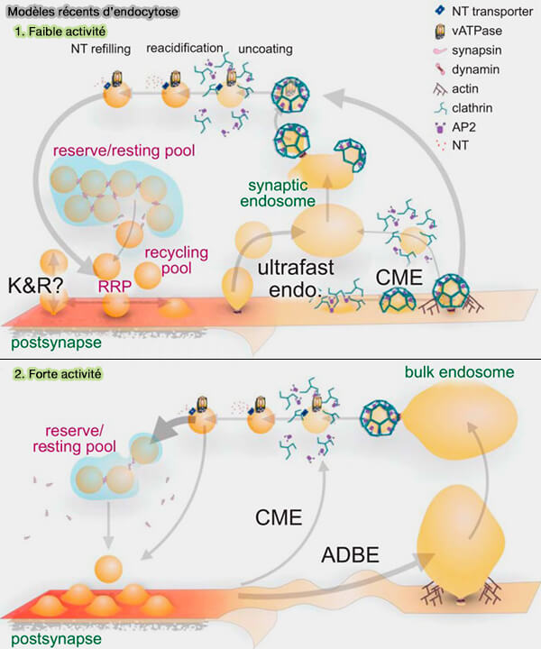 Modèles récents d'endocytose