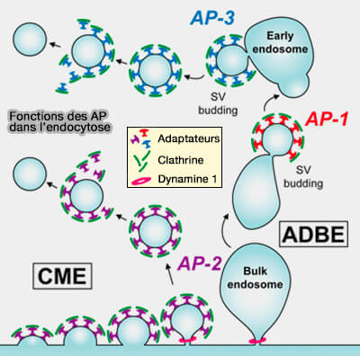 Fonctions des AP dans l'endocytose