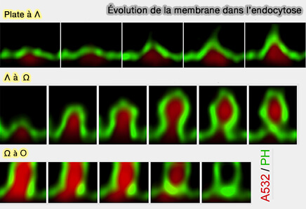 Formes des vésicules