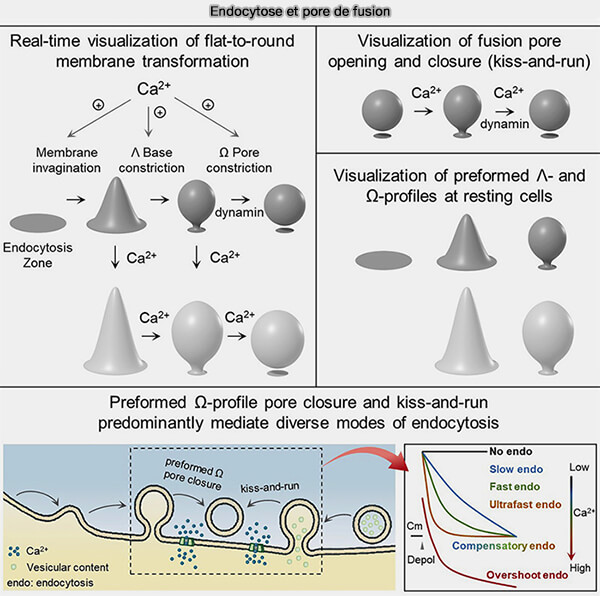 Endocytose et pores de fusion