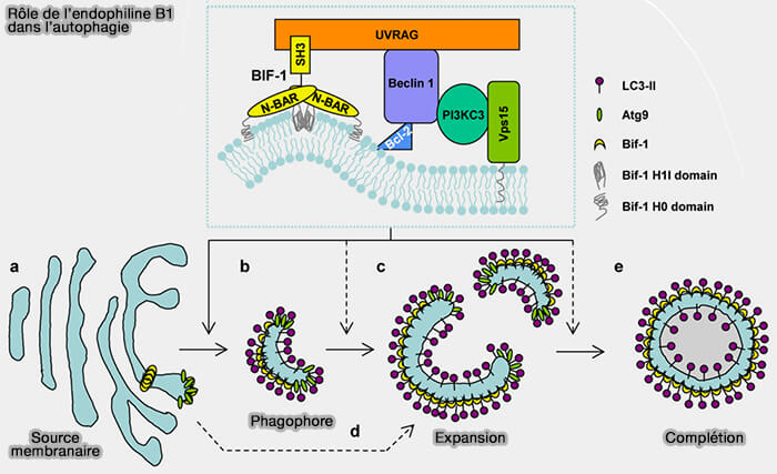 Mécanisme de l'endophiline B1