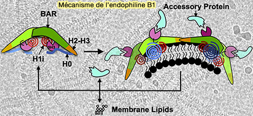 Mécanisme de l'endophiline B1