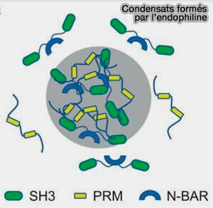 Condensats formés par l'endophiline
