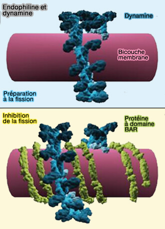 Endophiline et dynamine