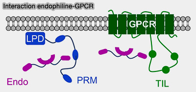 Interaction endophiline-GPCR