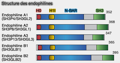 Modules BAR