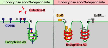 Endocytoses A3 et A2-dépendantes