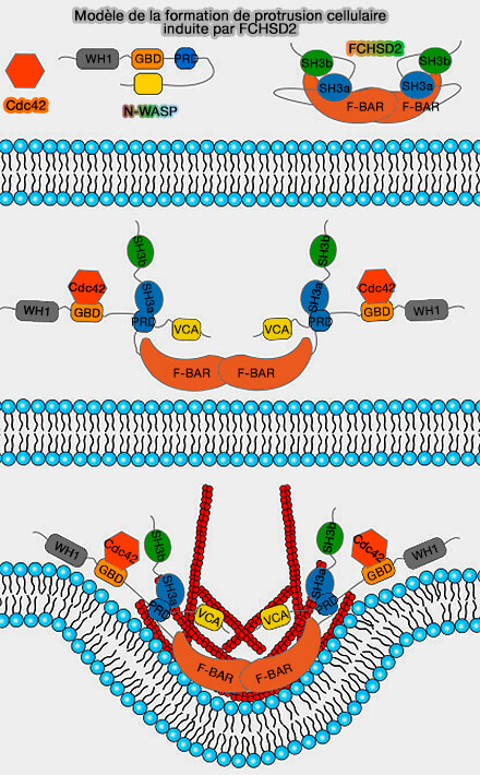 Formation de protrusion cellulaire induite par FCHSD2