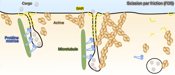 Scission par friction (FDS)