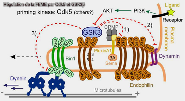 Régulation de la FEME par Cdk5 et GSK3β 