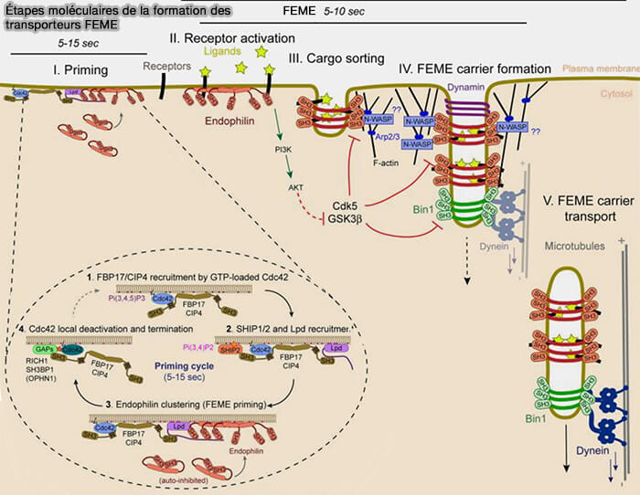 Étapes moléculaires de la formation des transporteurs FEME