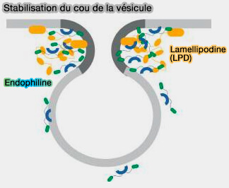 Stabilisation du cou vésiculaire