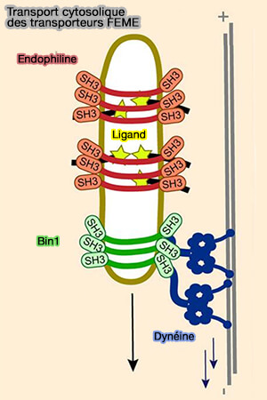 Transport cytosolique des FEME