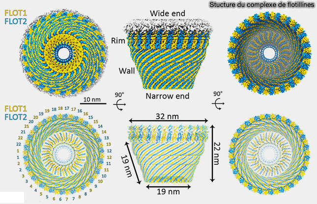 Structure du complexe de flotillines