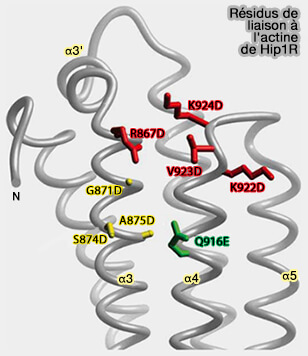 Domaine THATCH et liaison actine