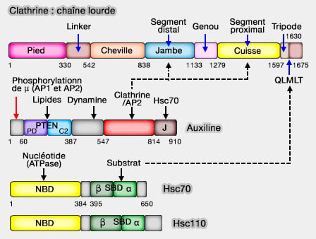 Auxiline, Hsc70 et chaîne lourde de la clathrine