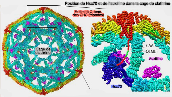 Position de Hsc70 et de l’auxilline dans la cage de clathrine