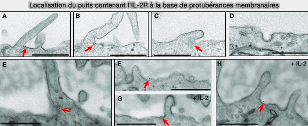 Localisation du puits contenant IL-2Rβ à la base de protubérances membranaires