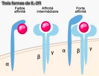 Internalisation de IL-2R