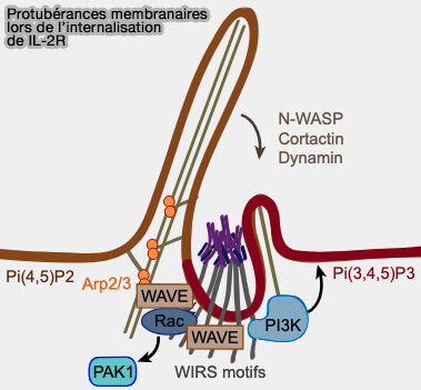 Internalisation de IL-2R