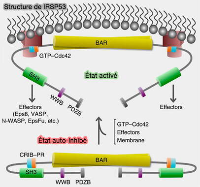 Structure de IRSP53