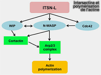 Intersectine (ITNS) et polymérisation de l'actine