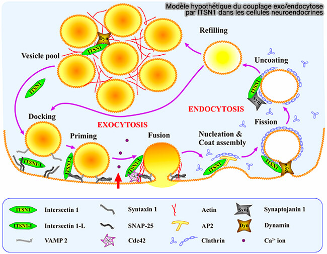 Couplage exo/endocytose par ITSN1 dans les cellules neuroendocrines