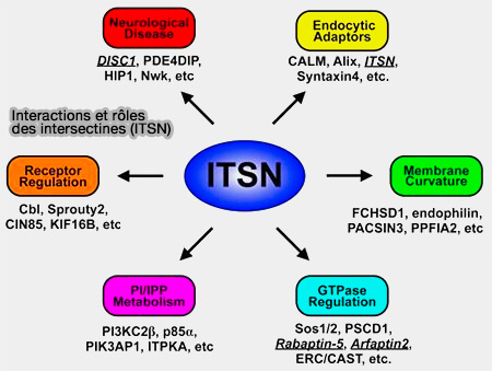 nteractions et rôles des intersectines