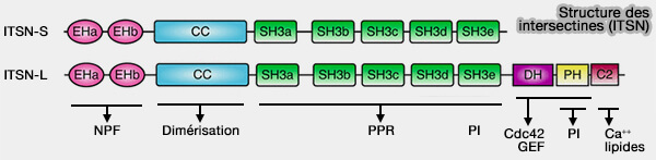 Structure des intersectines