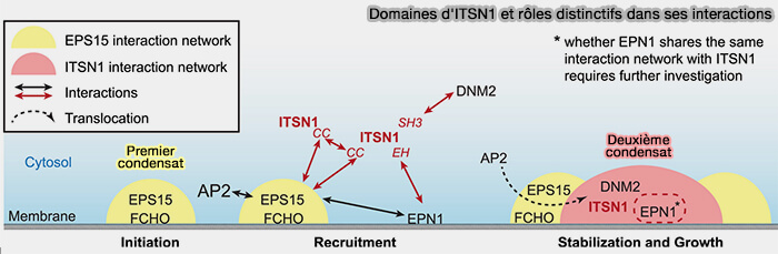 Domaines d'ITSN1 et rôles distinctifs dans ses interactions