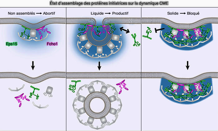 État d'assemblage des protéines initiatrices sur la dynamique CME