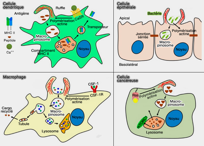 Macropinocytose dans différentes cellules