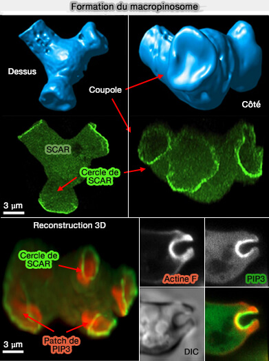 Formation de macropinosome