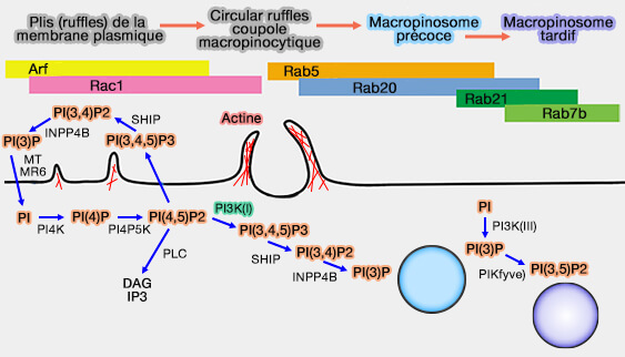 Petites GTPases et phosphoinositides dans la macropinocytose