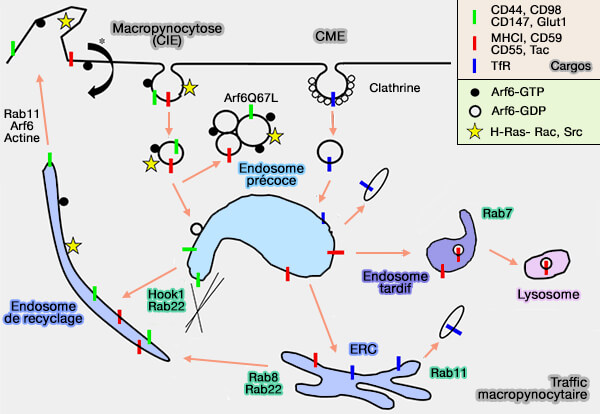 Traffic macropinocytaire