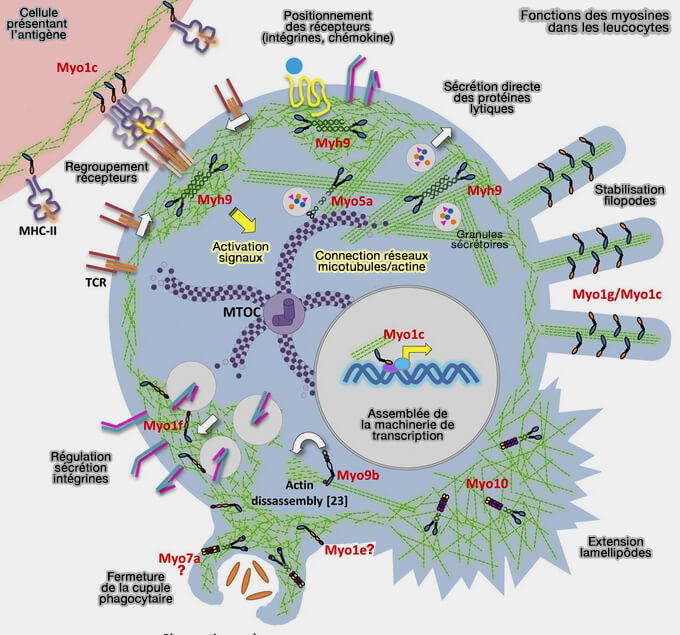Fonctions des myosines dans les leucocytes