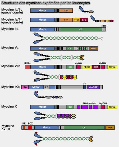 Structures des myosines exprimées par les leucocytes