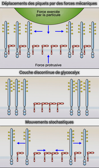 Hypothèses des contacts ligand/récepteur