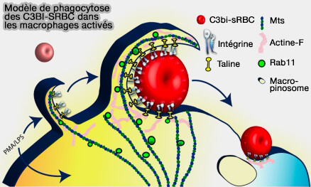 Signalisation CR et phagocytose